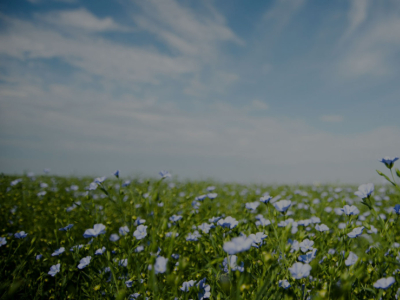 Graine de lin : un anti-inflammatoire naturel aux multiples bienfaits